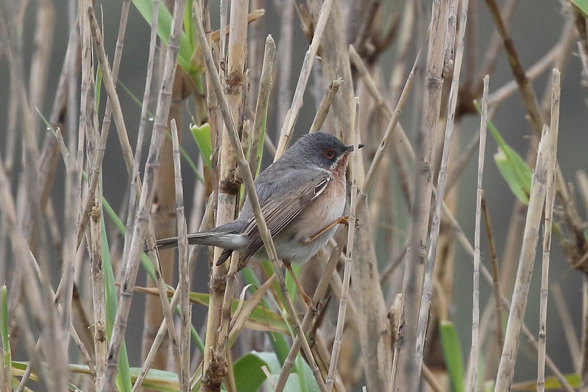 Curruca Carrasqueña Occidental - ML645175808