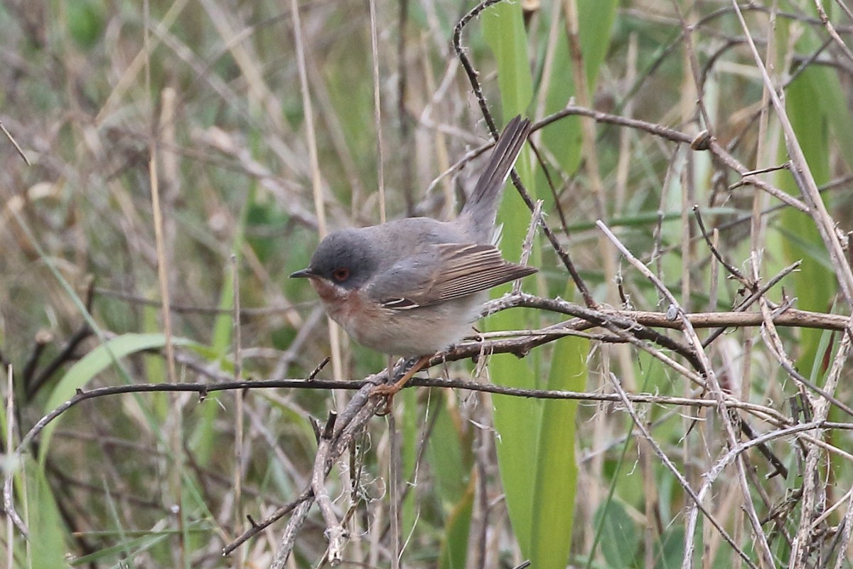 Curruca Carrasqueña Occidental - ML645175809