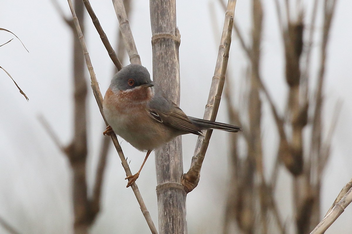 Curruca Carrasqueña Occidental - ML645175811