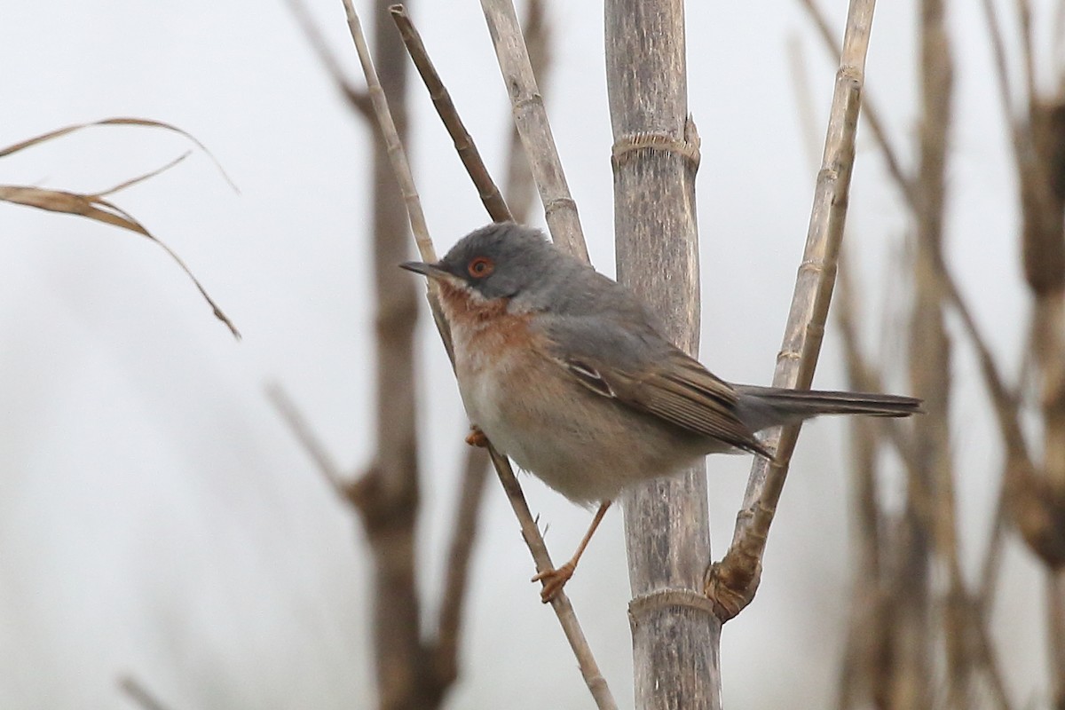 Curruca Carrasqueña Occidental - ML645175812