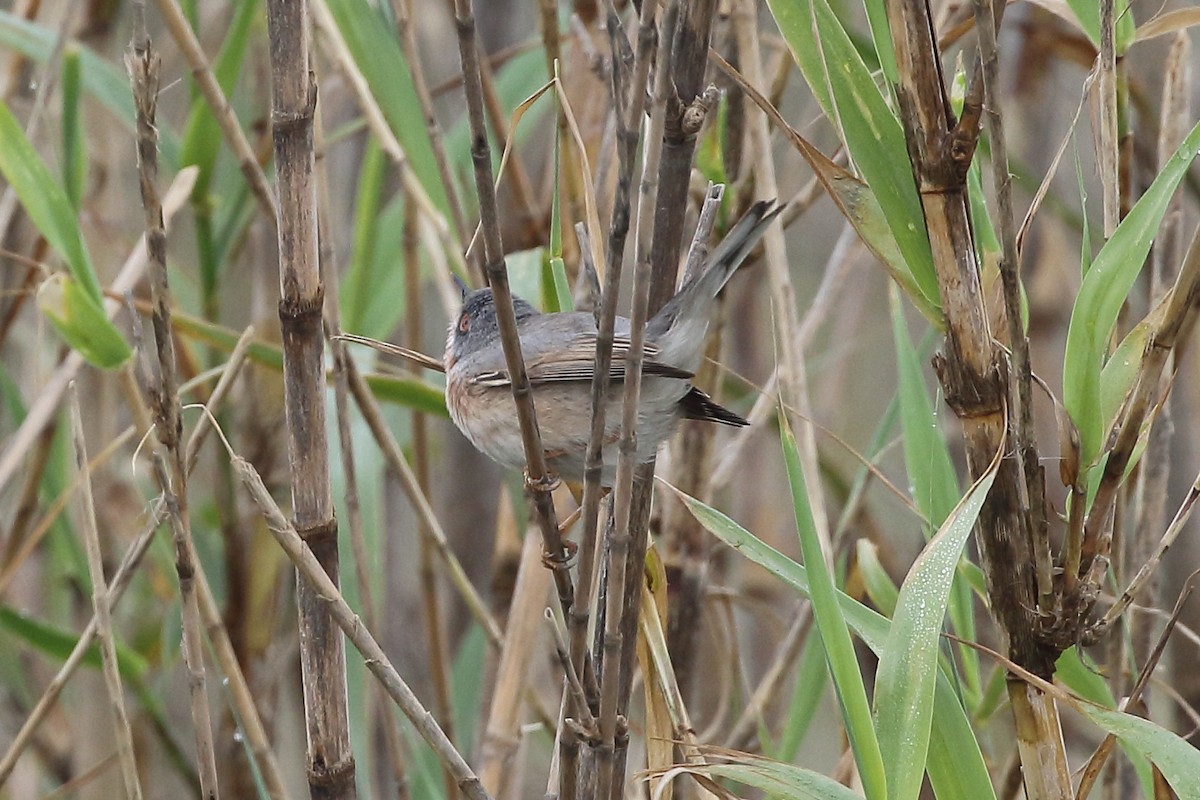 Fauvette passerinette - ML645175814
