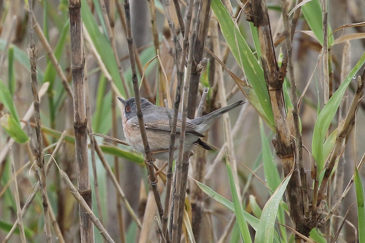 Fauvette passerinette - ML645175815