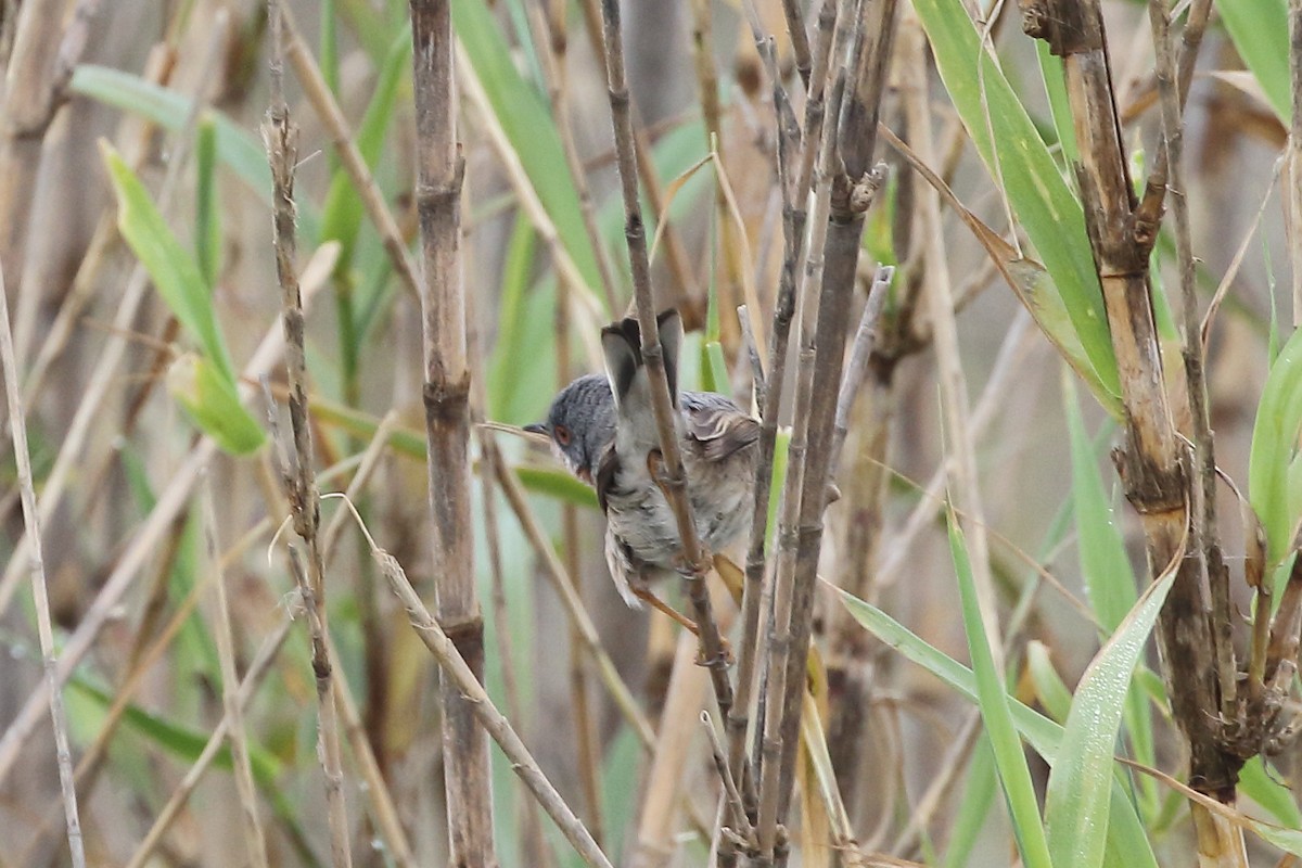 Fauvette passerinette - ML645175816
