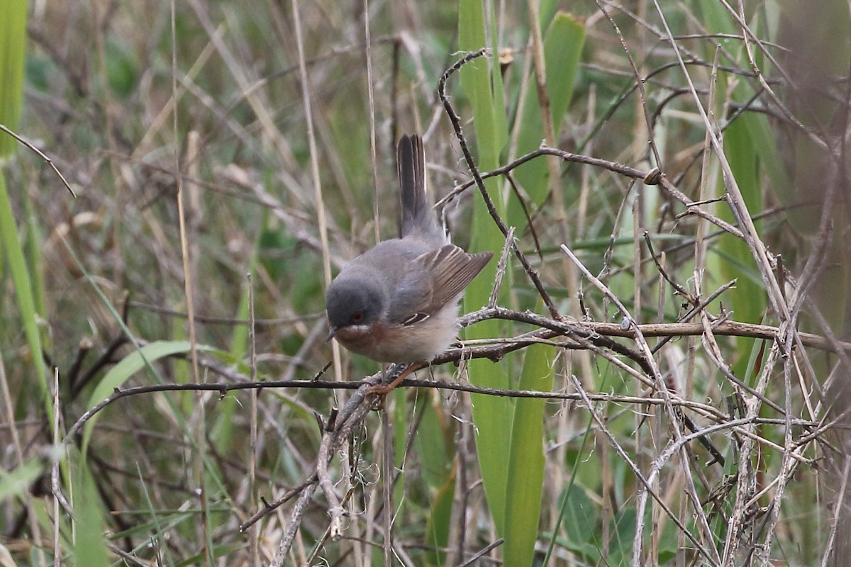 Curruca Carrasqueña Occidental - ML645175818