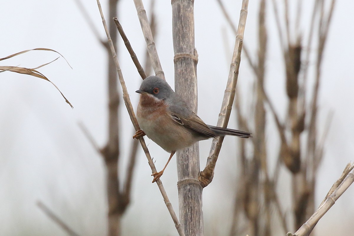 Fauvette passerinette - ML645175819