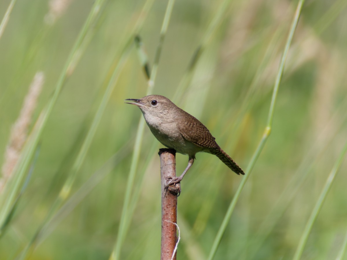 Northern House Wren - ML645175823