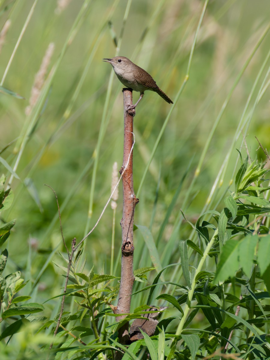 Northern House Wren - ML645175824