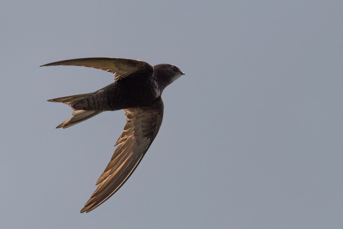Common Swift - ML645175825