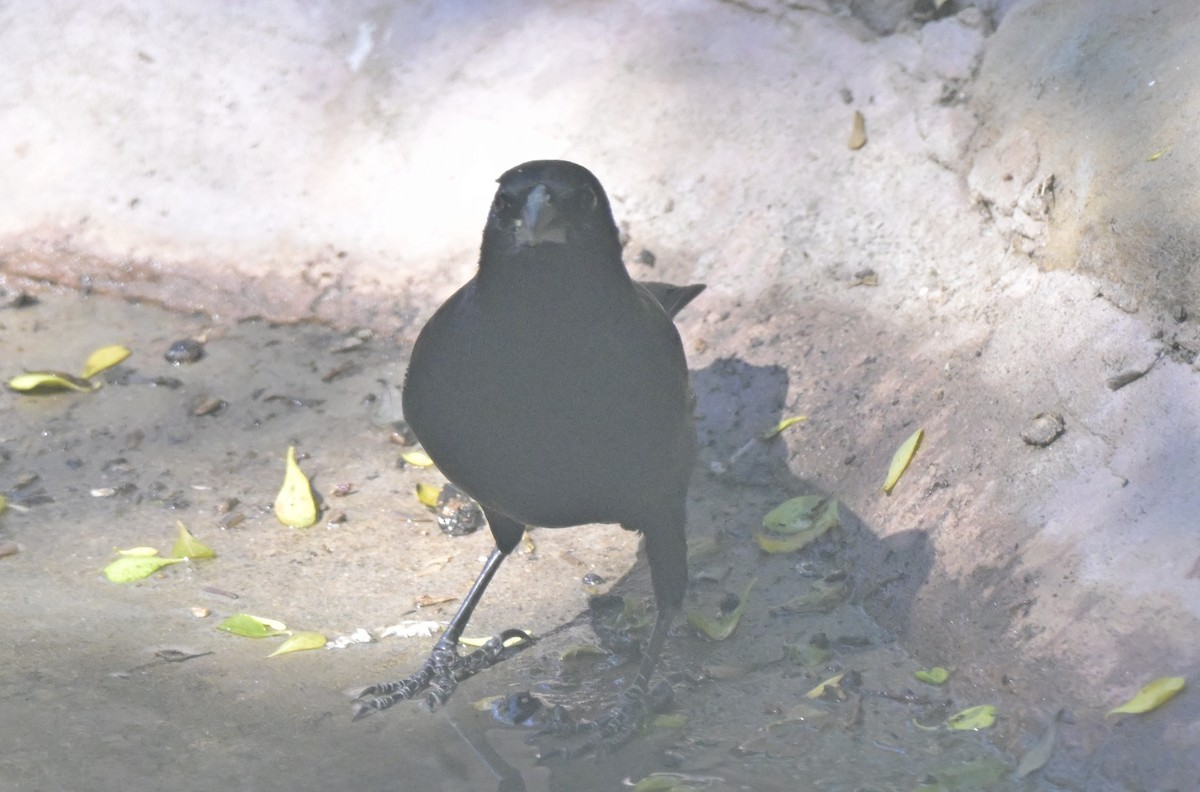 Zanate Mexicano - ML645175827