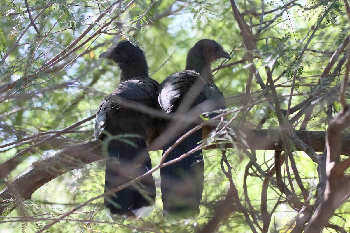 Chachalaca Norteña - ML645175828