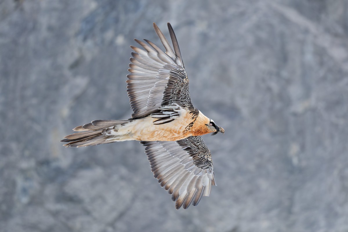 Quebrantahuesos - ML645175829