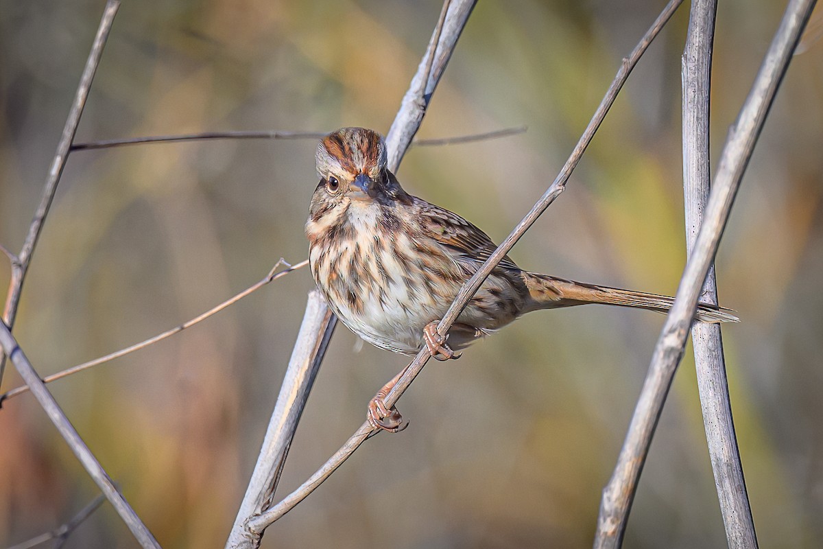 Chingolo Cantor - ML645175830