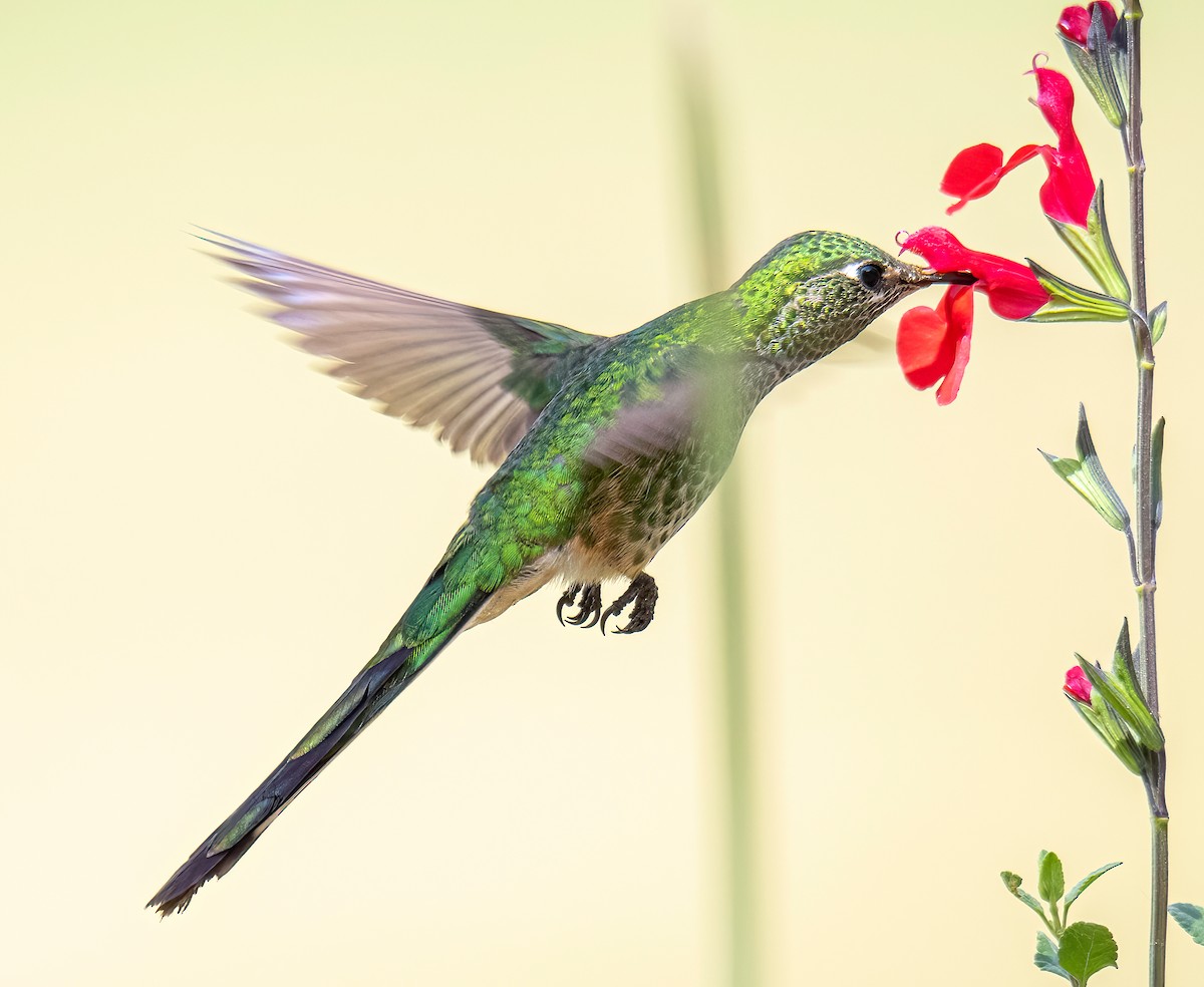 Colibrí Colilargo Menor - ML645175832