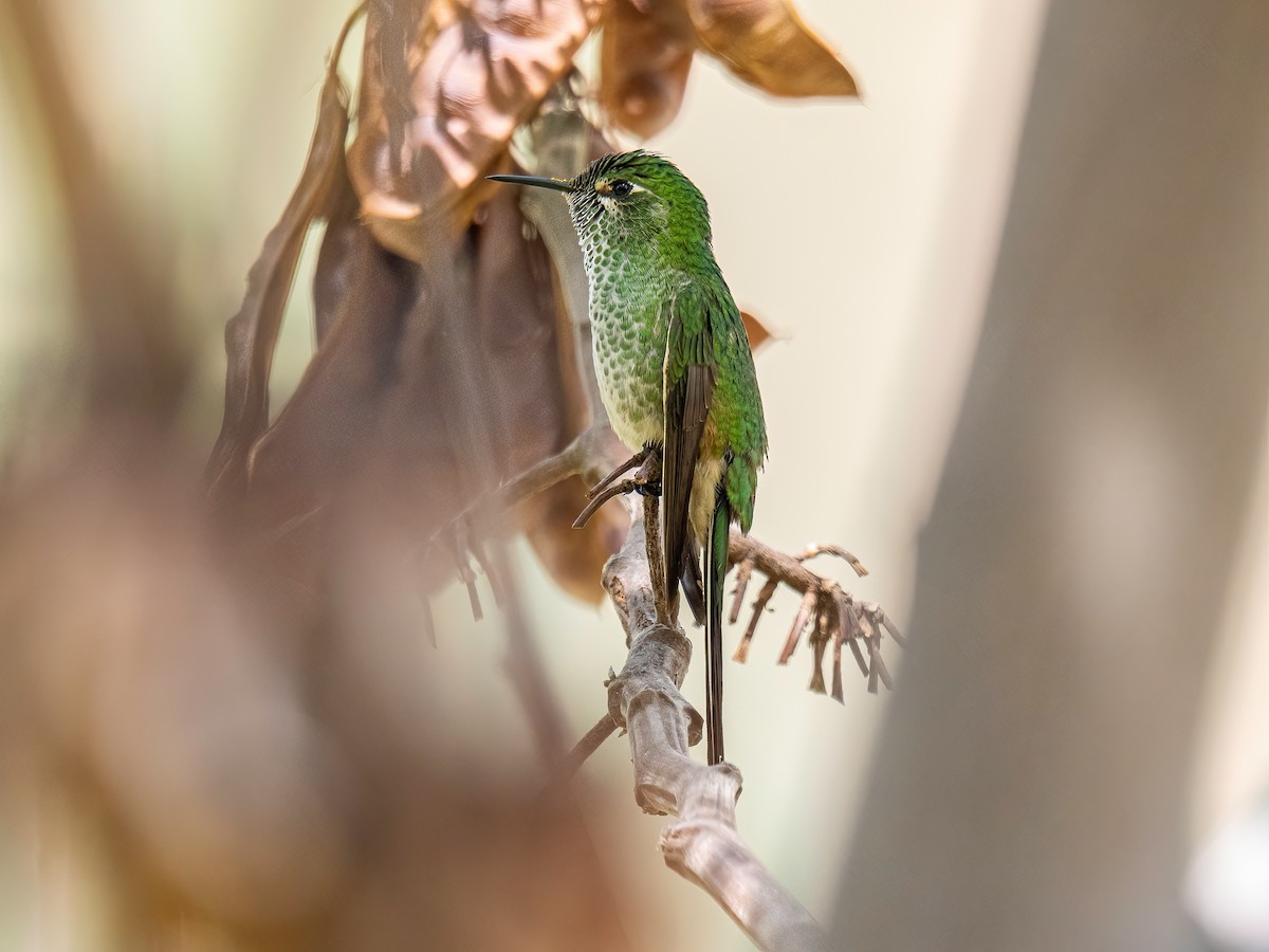 Colibrí Colilargo Menor - ML645175833