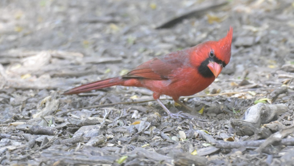 Cardenal Norteño - ML645175834