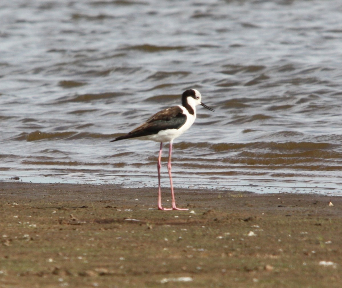 Cigüeñuela Cuellinegra - ML645175835