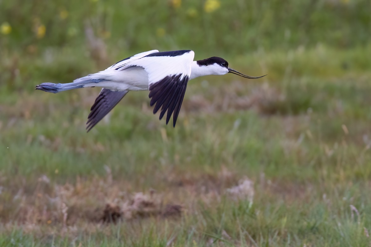 Avoceta Común - ML645175838