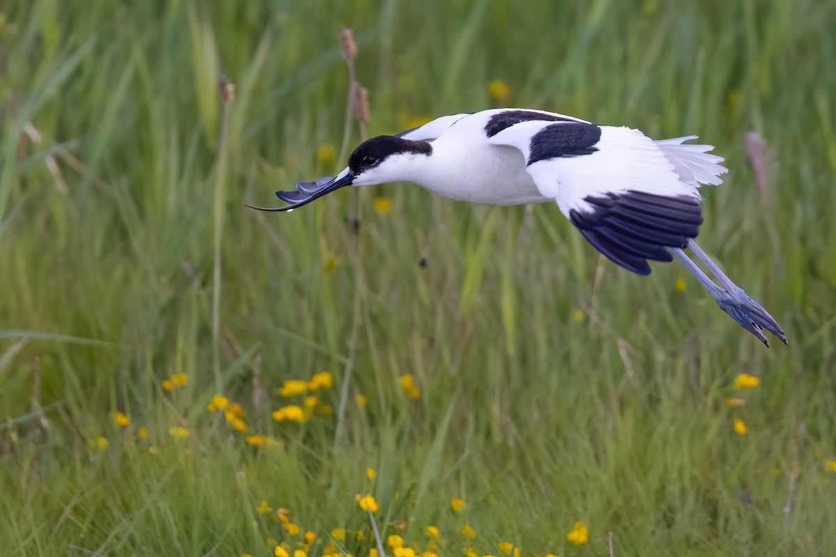 Avoceta Común - ML645175839