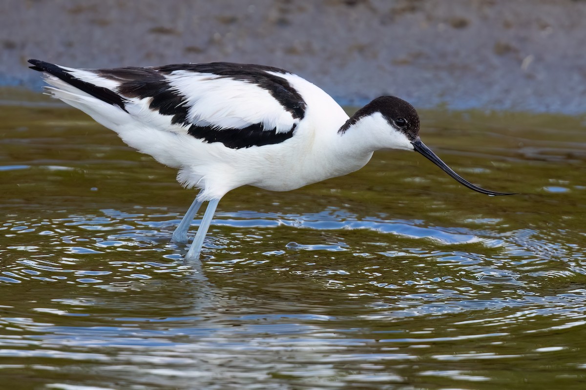 Avoceta Común - ML645175840