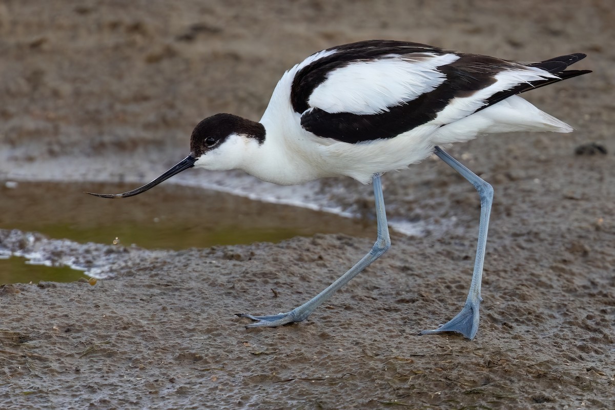 Avoceta Común - ML645175841