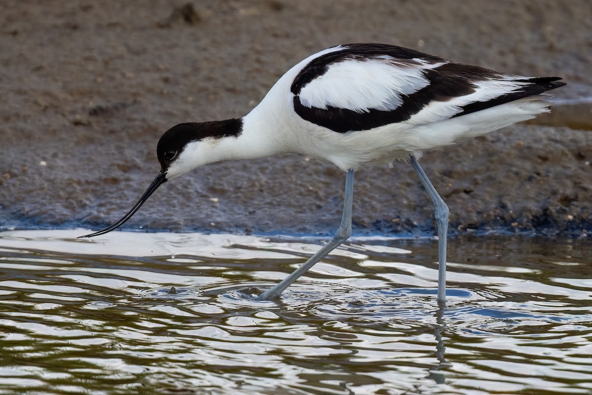 Avoceta Común - ML645175842