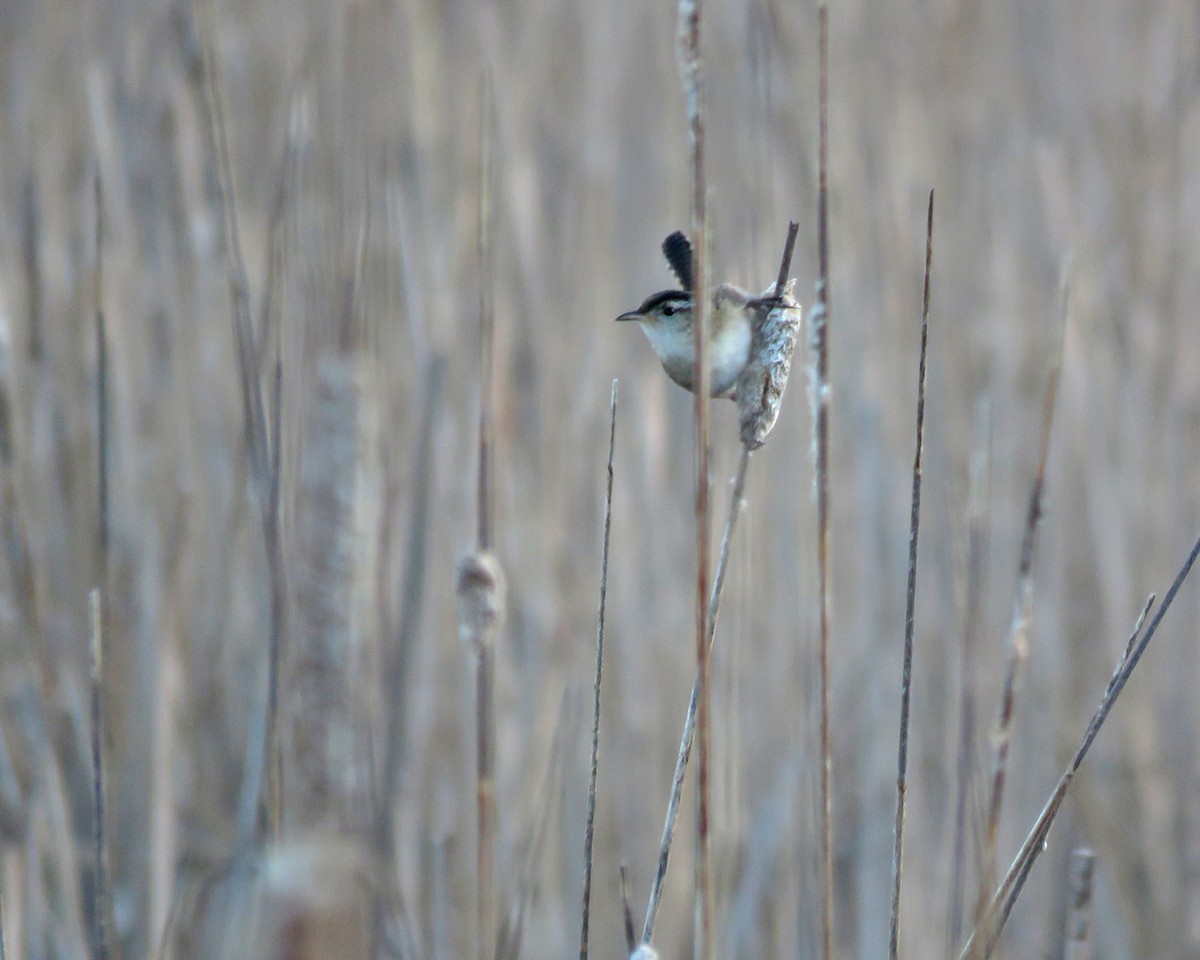 Cucarachero Pantanero - ML645175847
