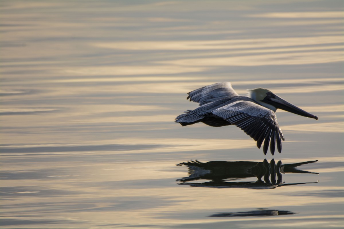 Pelícano Pardo - ML645175849