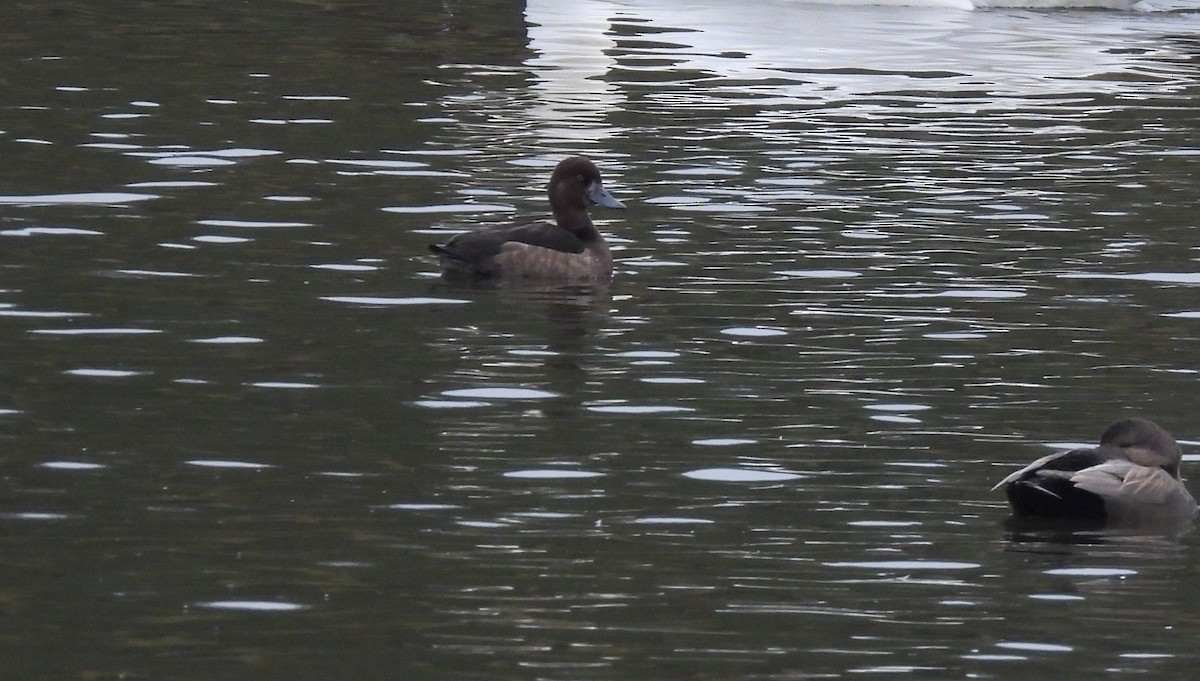 Porrón Moñudo - ML645175850