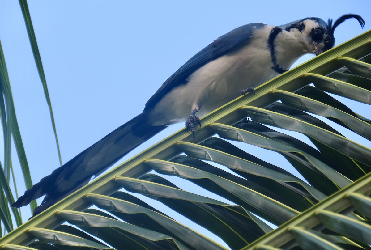 White-throated Magpie-Jay - ML645175857