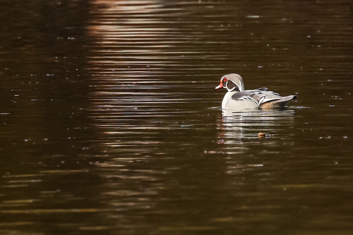 美洲鴛鴦 - ML645175864