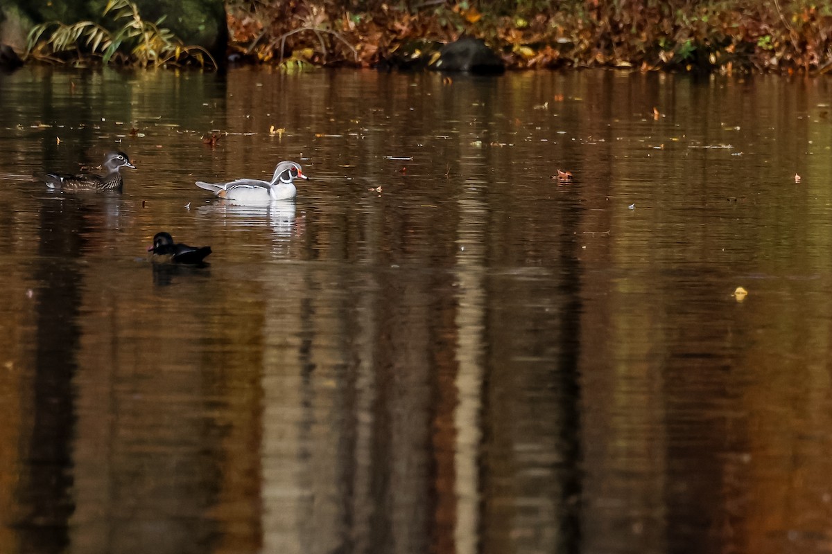 美洲鴛鴦 - ML645175865