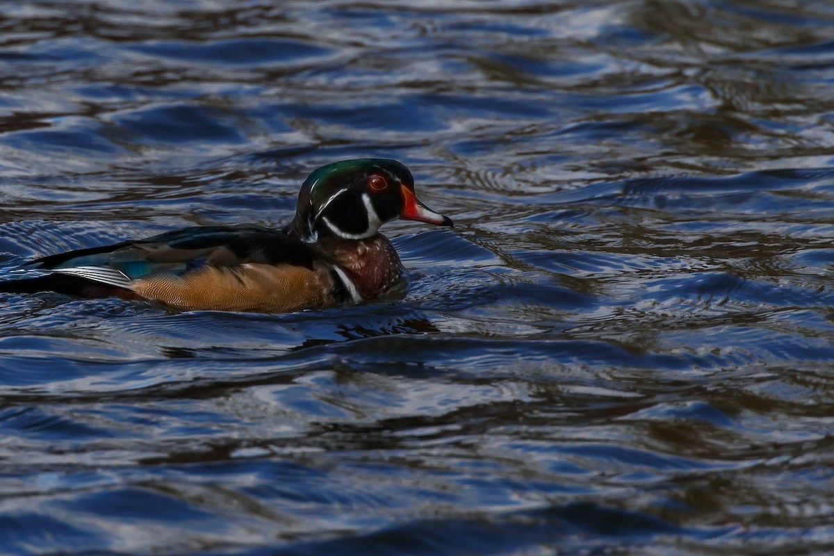 美洲鴛鴦 - ML645175872