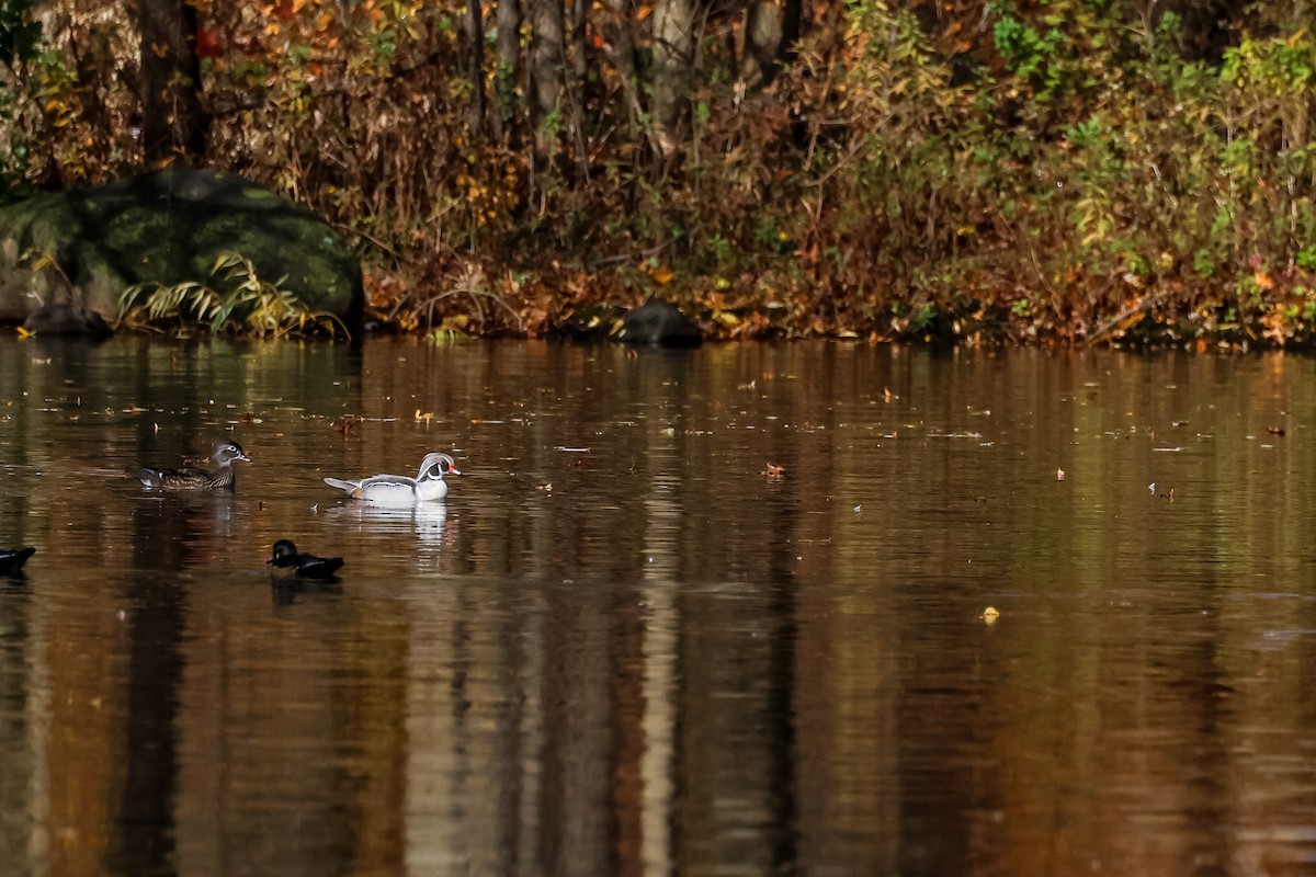 美洲鴛鴦 - ML645175873