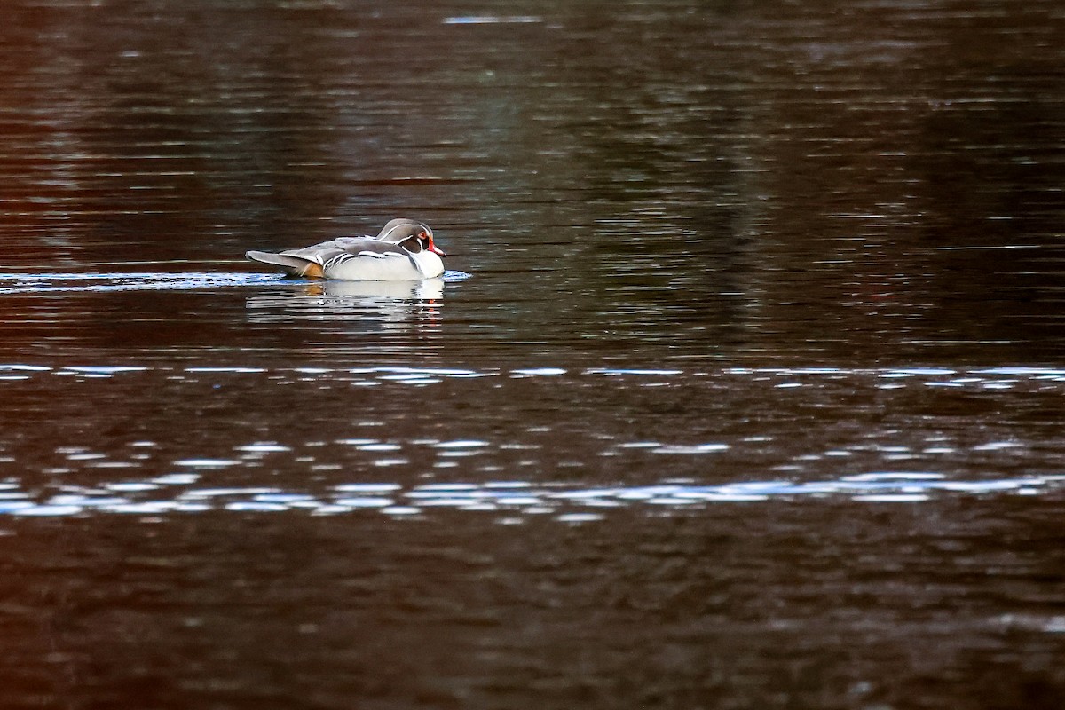 美洲鴛鴦 - ML645175874
