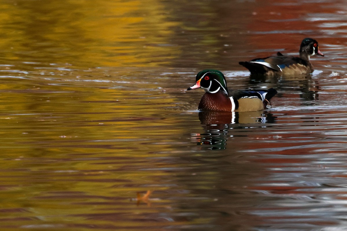 美洲鴛鴦 - ML645175875