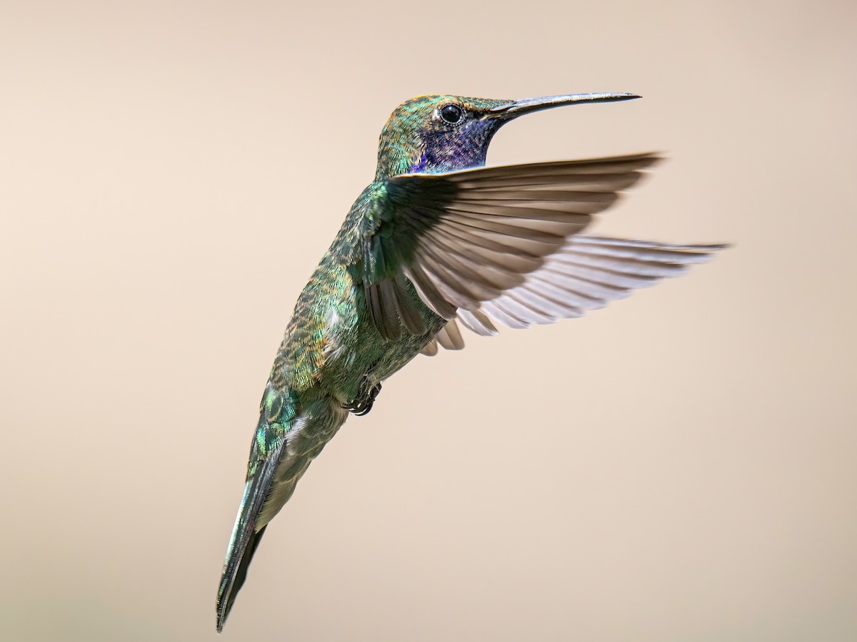 fiolørekolibri - ML645175880