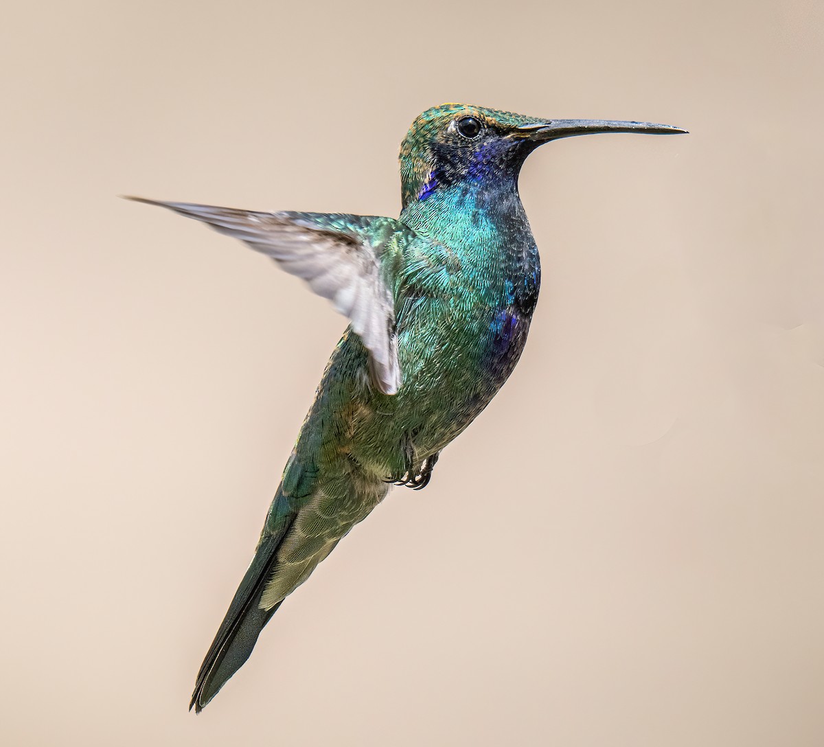 fiolørekolibri - ML645175882