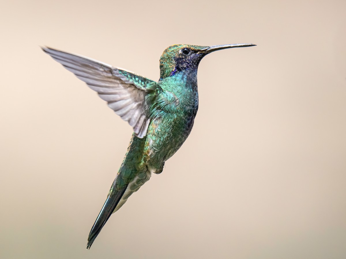 fiolørekolibri - ML645175883