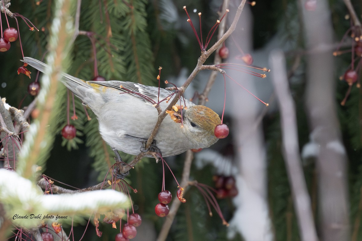 Hakengimpel - ML645175897