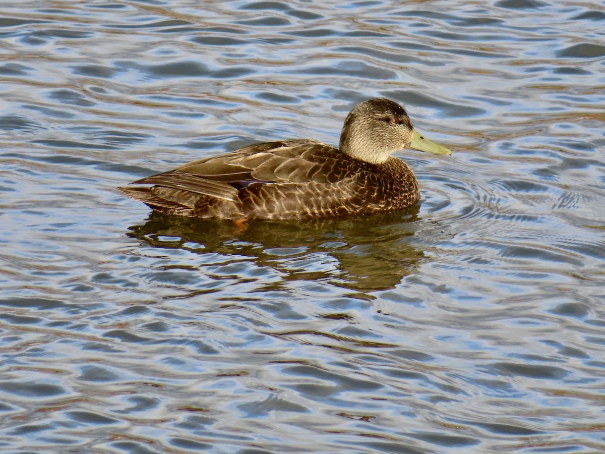 American Black Duck - ML645175899