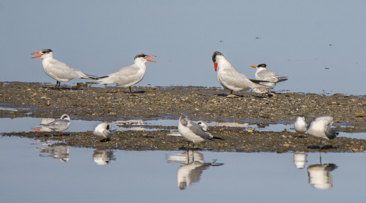 Hazar Sumrusu - ML645175925