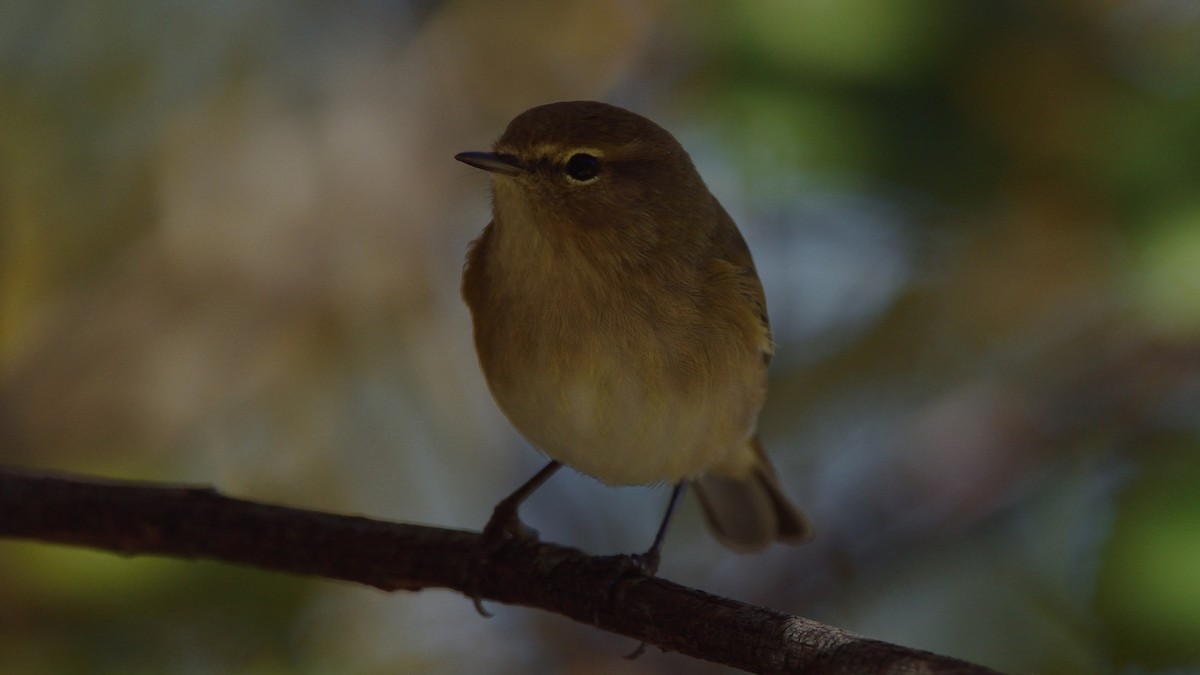 Common Chiffchaff - ML645175927