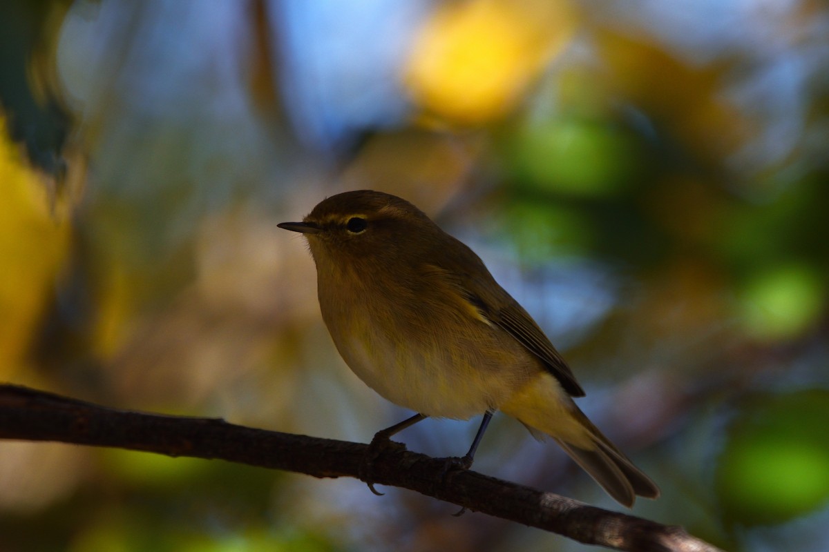 Common Chiffchaff - ML645175932