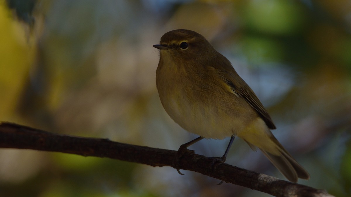 Common Chiffchaff - ML645175933