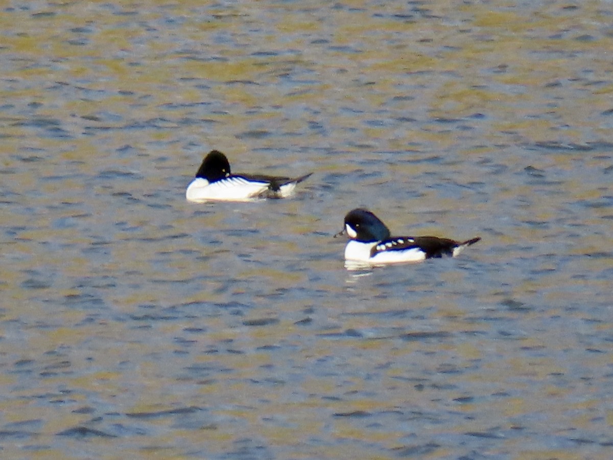 Barrow's Goldeneye - ML645175934