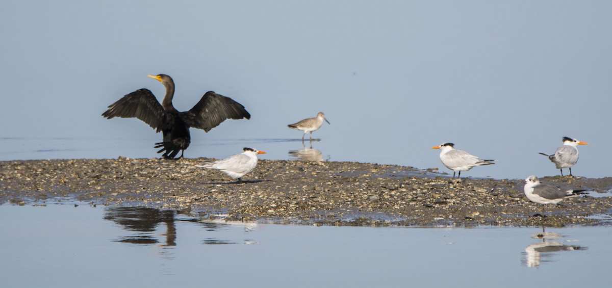 totoppskarv - ML645175949