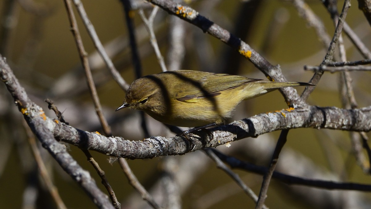 Common Chiffchaff - ML645175950
