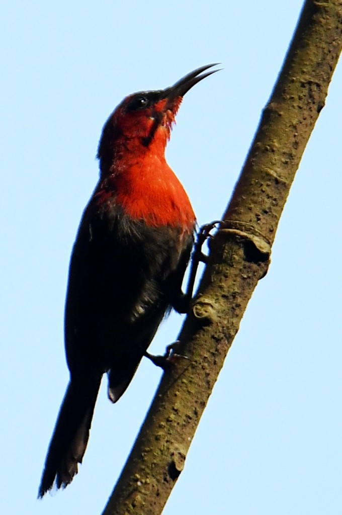 Crimson Sunbird - ML645175962