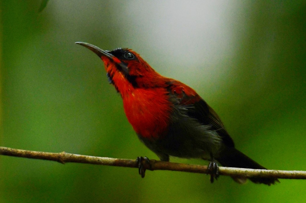 Crimson Sunbird - ML645175963