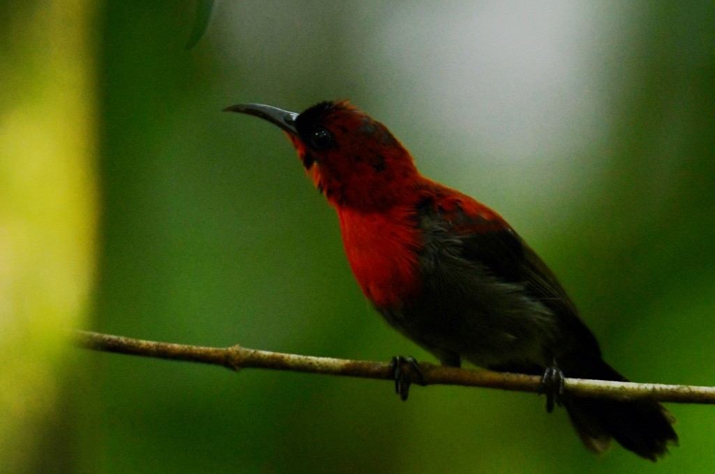 Crimson Sunbird - ML645175964
